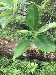 Phyllocnistis magnoliella