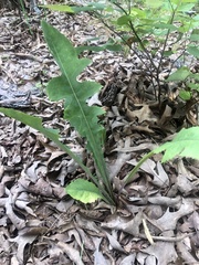 Lactuca hirsuta