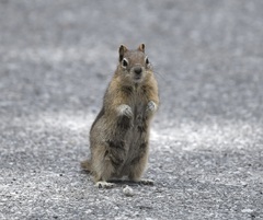 Callospermophilus lateralis certus