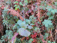 Packera sanguisorbae