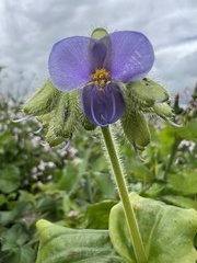 Tinantia erecta