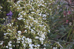 Leptosiphon floribundus