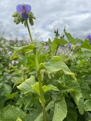 Tinantia erecta