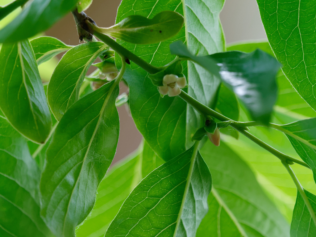 Diospyros lotus, Udine, Friuli-Venezia Giulia, IT