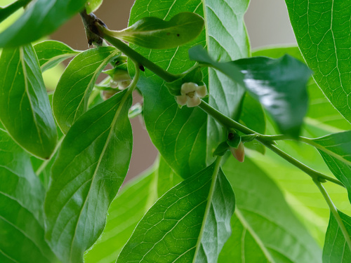 Diospyros lotus