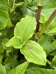 Tinantia erecta