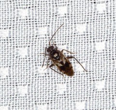 Eustictus