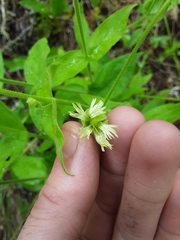 Silene campanulata