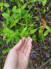 Silene campanulata