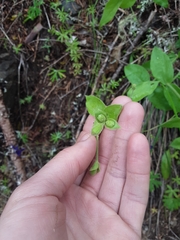 Silene campanulata