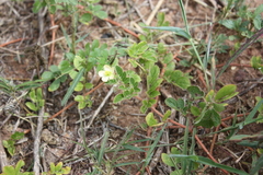 Kallstroemia pubescens