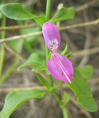 Dicliptera