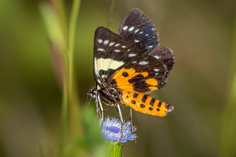 Episteme macrosema