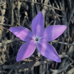 Pseuderanthemum praecox