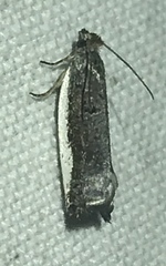Dichomeris serrativittella