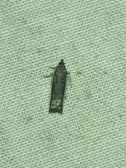 Dichomeris serrativittella