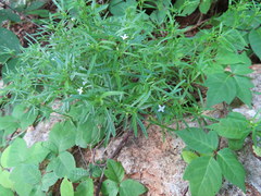 Houstonia rupestris