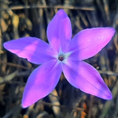 Pseuderanthemum praecox