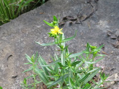 Hypericum sphaerocarpum