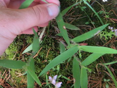 Dichanthelium malacophyllum