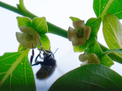 Diospyros lotus