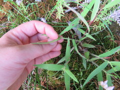 Dichanthelium malacophyllum