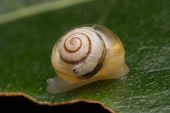 Coneuplecta pampini