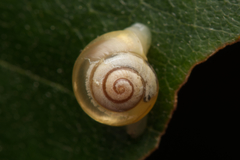 Coneuplecta pampini