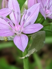 Allium unifolium
