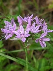 Allium unifolium