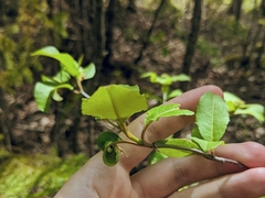 Viburnum cassinoides image