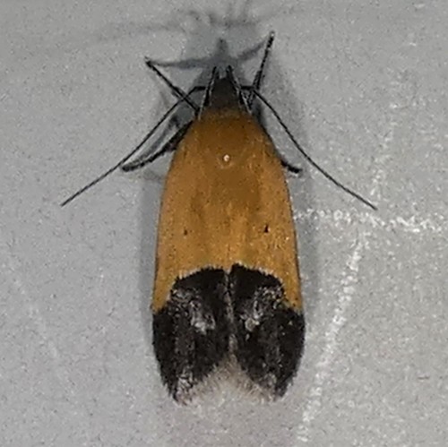 Bush-clover triclonella photo 3