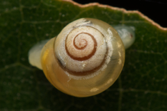 Coneuplecta pampini
