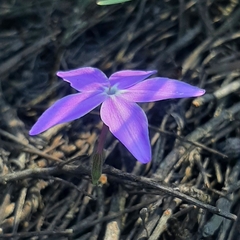 Pseuderanthemum praecox