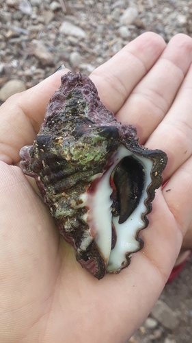 Volutella caestus