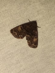 Metalectra richardsi