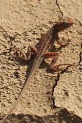 Ctenophorus isolepis