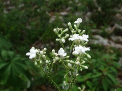 Cnidoscolus souzae, photograph (c) Alexis López Hernández, some rights reserved (CC BY)