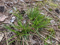 Carex tonsa