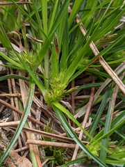 Carex tonsa