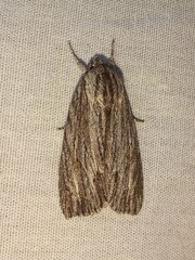 Acronicta lithospila