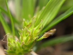 Carex tonsa