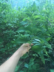 Polygonatum biflorum commutatum