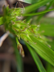 Carex tonsa