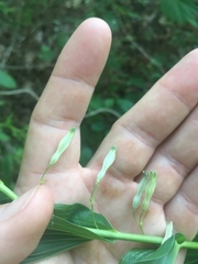 Polygonatum biflorum commutatum