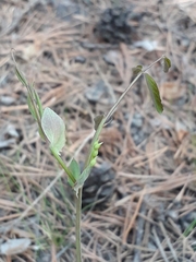 Lathyrus humilis