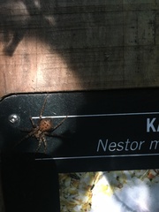 Uliodon albopunctatus