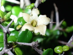 Sideroxylon horridum