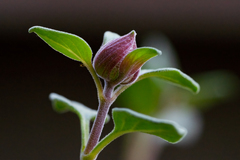 Monardella macrantha