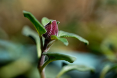 Monardella macrantha